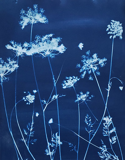 A dark blue background with detailed white silhouettes of flowers and leaves.