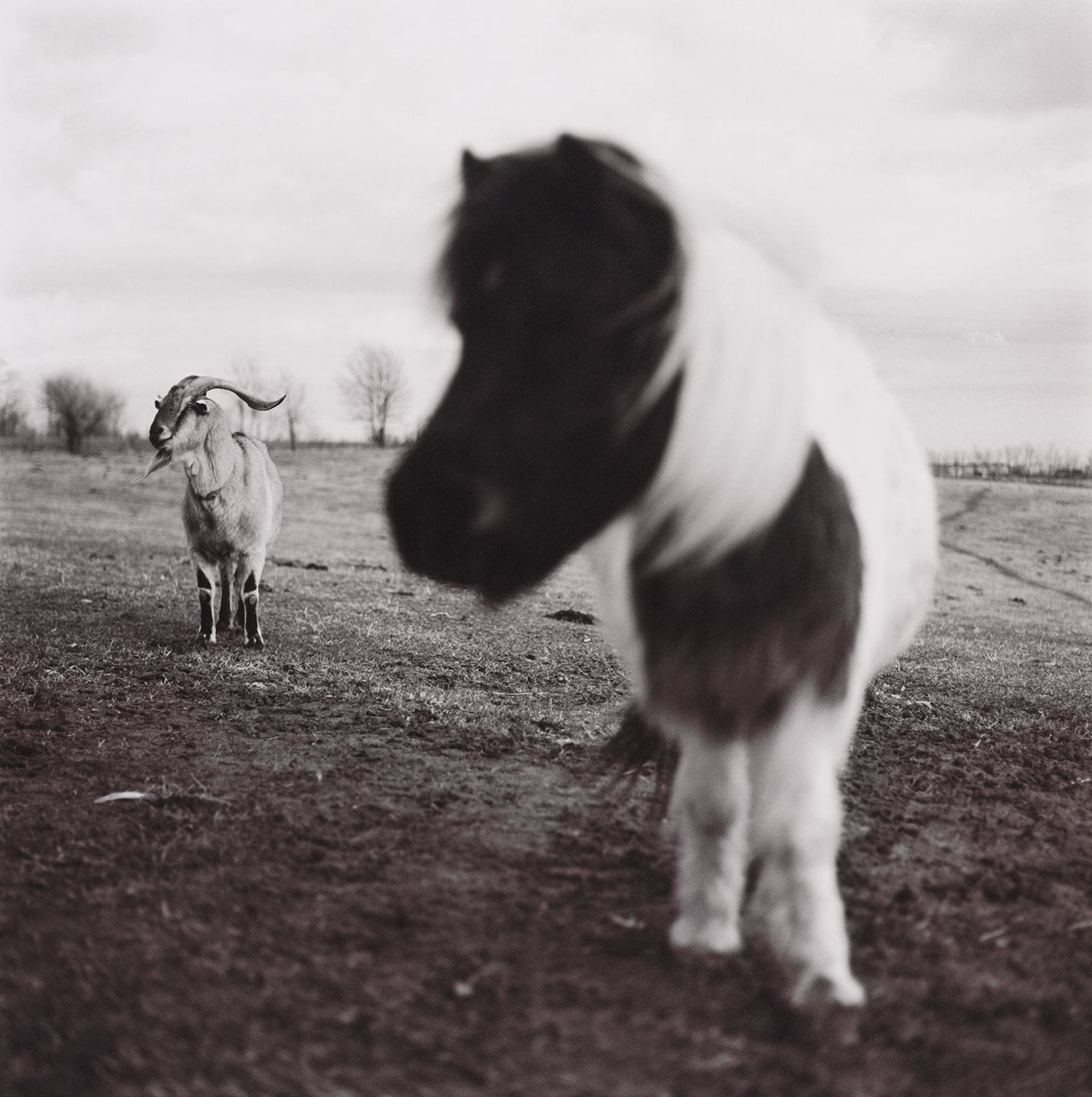 horse and goat black and white