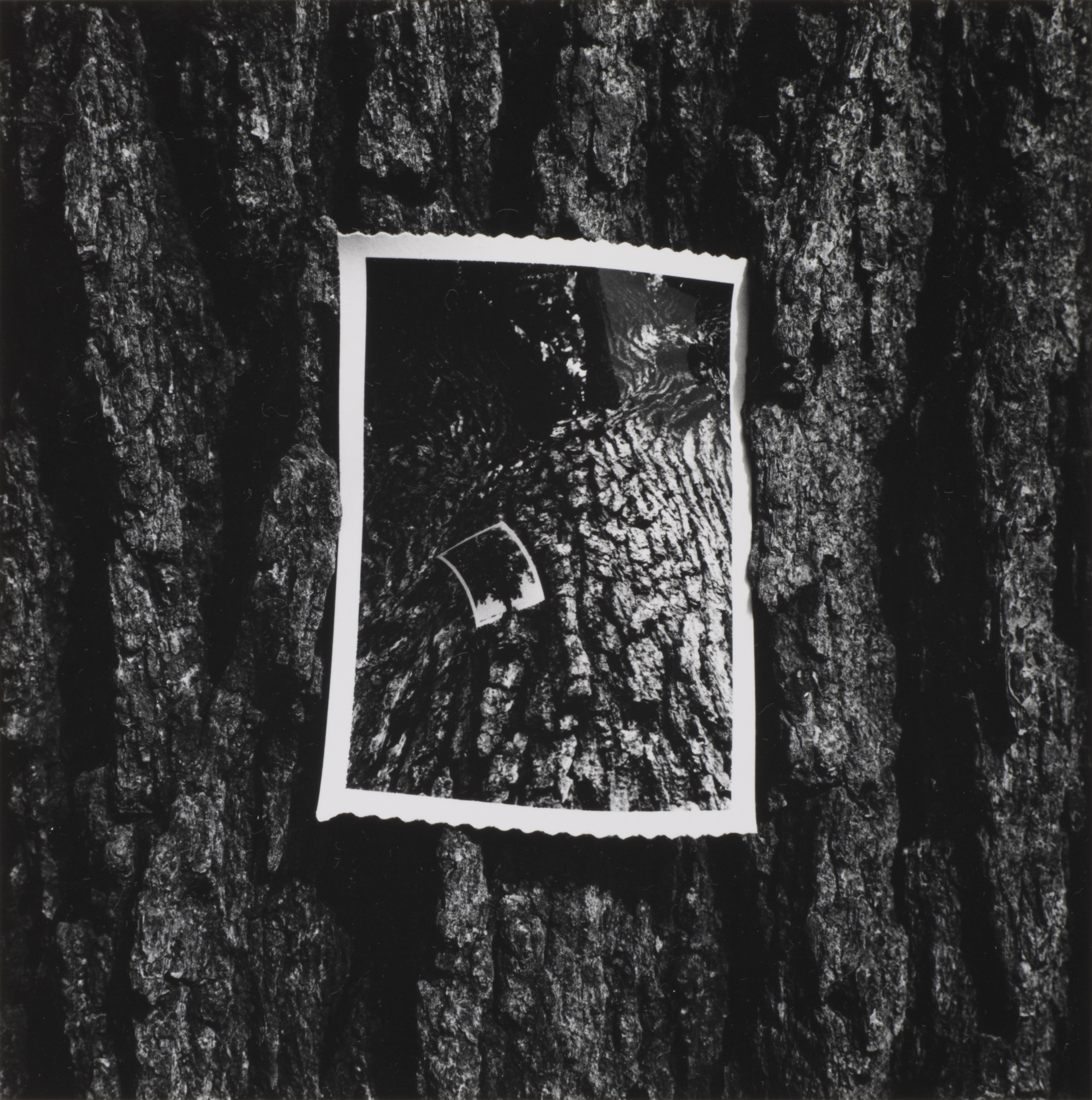 Black and white photo of a black and white photo against the bark of a tree trunk. Kenneth Josephson, Chicago, 1964, bromoil gelatin silver print. Collection of the UK Art Museum, bequest of Robert C. May.