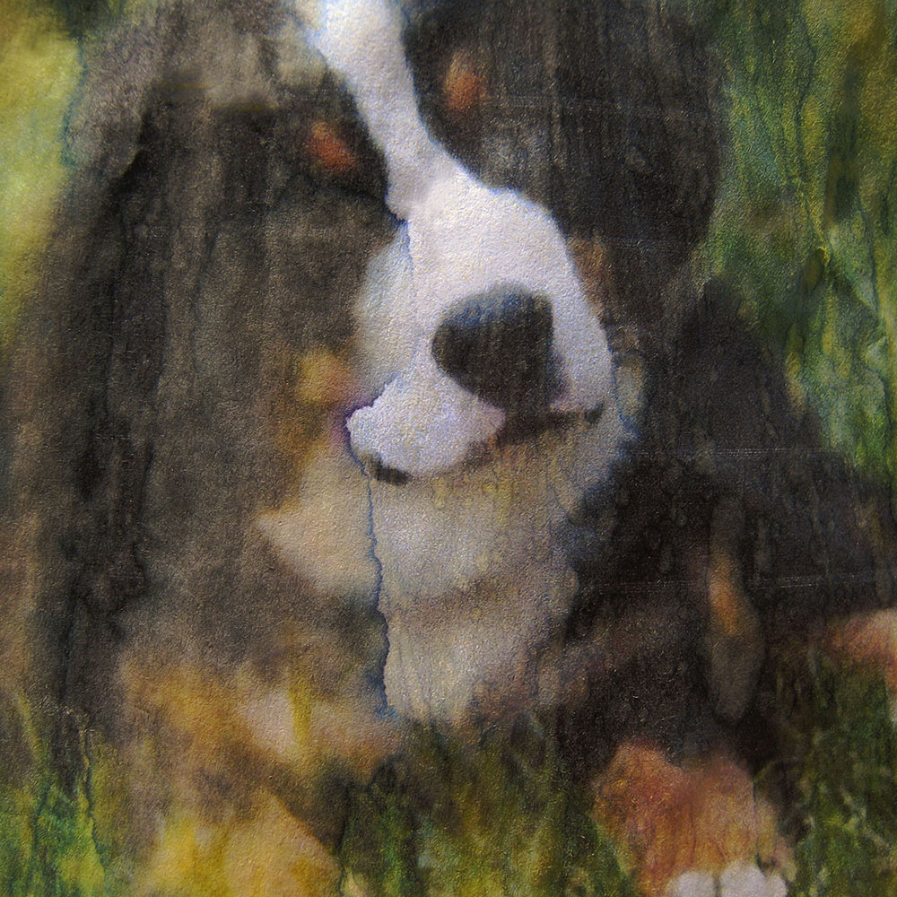 brown and white dog in grass