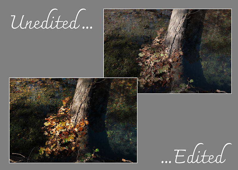 A comparison of an unedited and edited version of the same autumn leaves and tree trunk photograph.