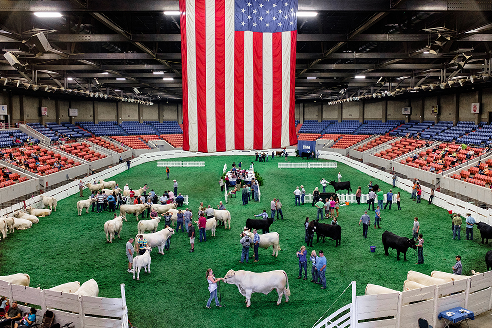 American flag and calves on field