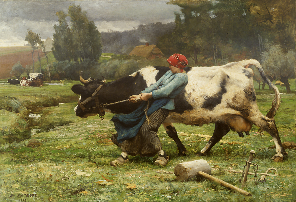 woman pulling cow in field