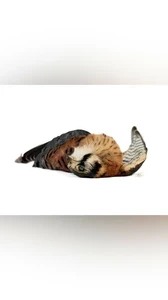 Susan Silas, EYES WIDE SHUT from the series found birds, 2010, archival inkjet print on Hahnemühle photo rag. Courtesy of the artist.  