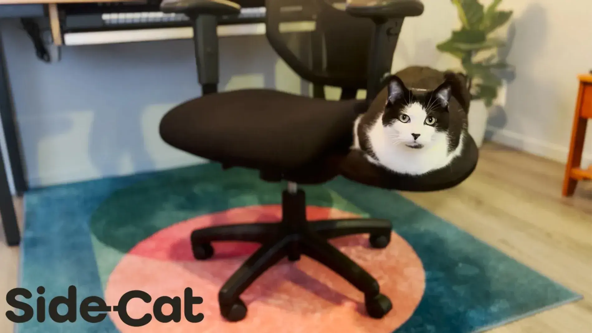 image of a black and white cat sitting on the chair that Paul Rodgers designed