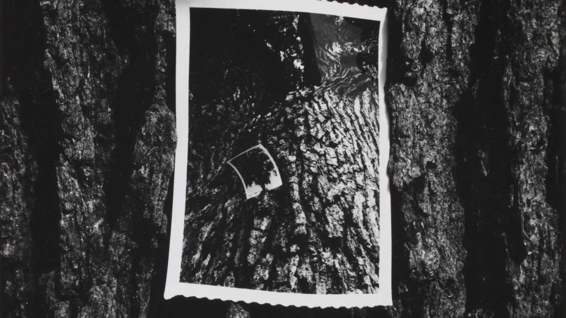 Black and white photo of a black and white photo against the bark of a tree trunk. Kenneth Josephson, Chicago, 1964, bromoil gelatin silver print. Collection of the UK Art Museum, bequest of Robert C. May.