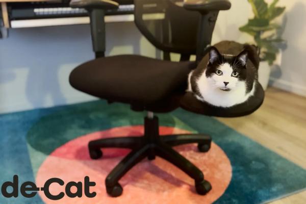 image of a black and white cat sitting on the chair that Paul Rodgers designed