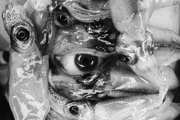 Black and white photo of eyeballs with biological matter around it