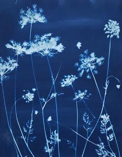 A rich dark blue background is illuminated by bright silhouettes of thin stemmed flower clusters.