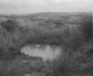 A black and white photograph of a pond in a windswept field.