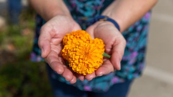 person holding orange flowers in hands