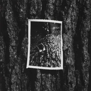 Black and white photo of a black and white photo against the bark of a tree trunk. Kenneth Josephson, Chicago, 1964, bromoil gelatin silver print. Collection of the UK Art Museum, bequest of Robert C. May.